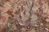 Triassic, Petrified Wood (Araucaria) Slab - Madagascar #217103-1
